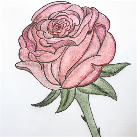 dessin de rose pour dessiner.